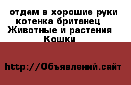 отдам в хорошие руки котенка британец -  Животные и растения » Кошки   